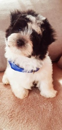 Havanese