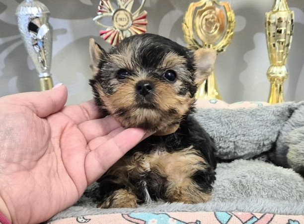 Yorkshire terrier