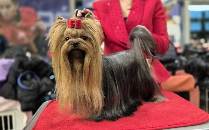 Yorkshire terrier