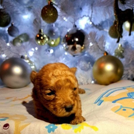 Máltai+uszkár=Maltipoo havanese bichon