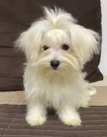 Bichon havanese