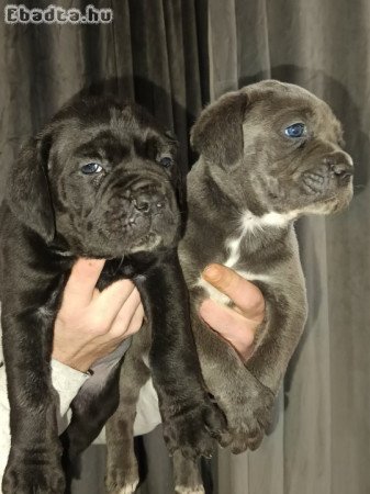 Cane corso kiskutyák elő jegyezhetök