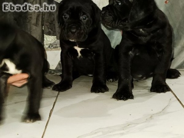 Cane corso kiskutyák elő jegyezhetök