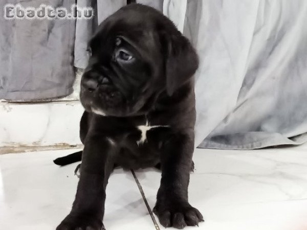 Cane corso kiskutyák elő jegyezhetök