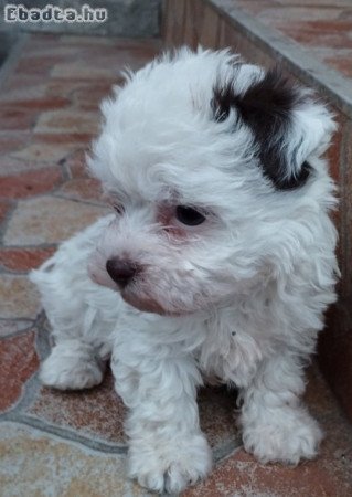 Bichon Havanese jellegű fiú kiskutyák