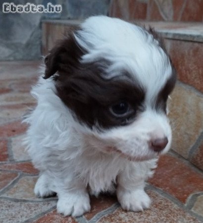 Bichon Havanese jellegű fiú kiskutyák