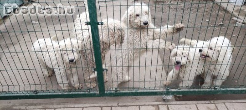 Fajtiszta komondor kiskutyák eladók