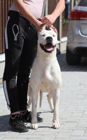 Dogo argentino