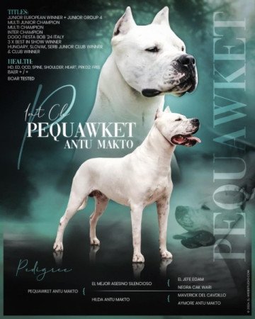 Dogo argentino