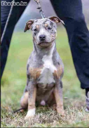 American pit bull terrier