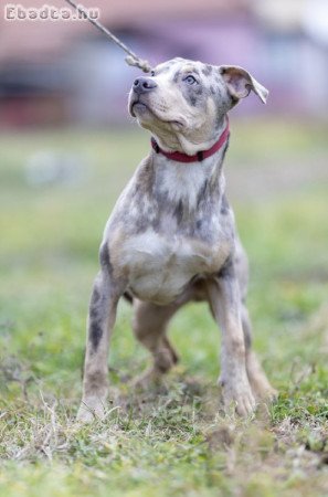 American pit bull terrier