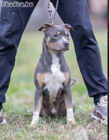 American pit bull terrier