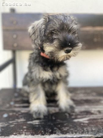 Minitaure Schnauzer