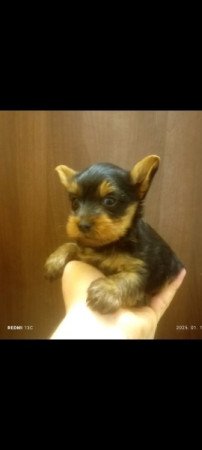 Yorkshire terrier