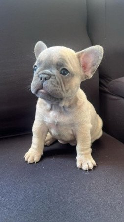 Francia bulldog