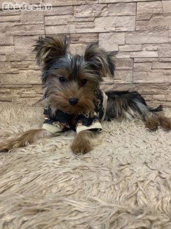 Yorkshire terrier kisfiú