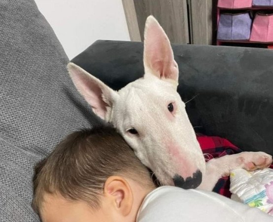 Bullterrier