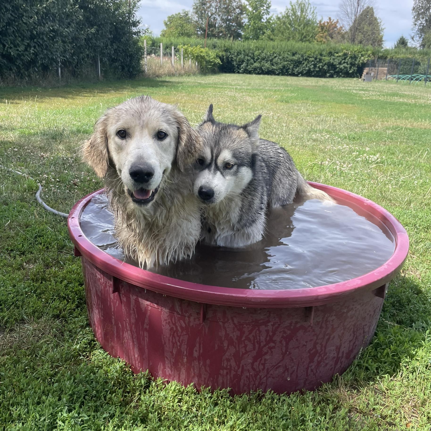 DogLand Józsa kutyapanzió&napközi