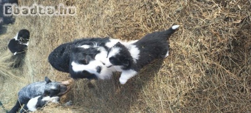 Border collie kiskutyák