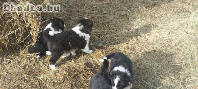 Border collie kiskutyák