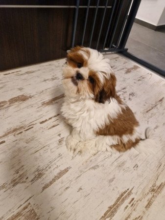 Shih-tzu