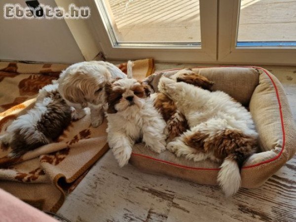 Shih-Tzu kiskutya eladó - 1 lány