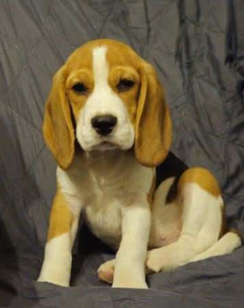 Beagle