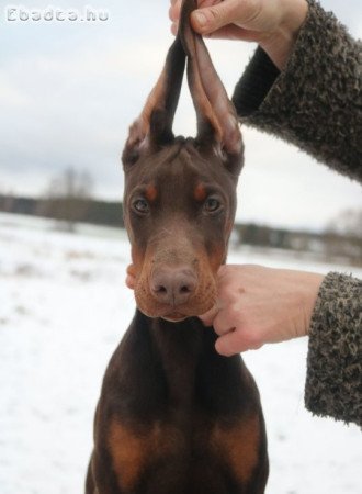 Doberman kölykök FCI