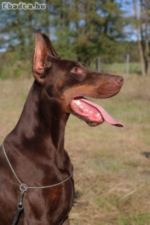 Doberman kölykök FCI