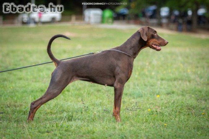 Doberman kölykök FCI