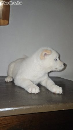 Akita inu