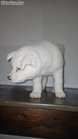 Akita inu