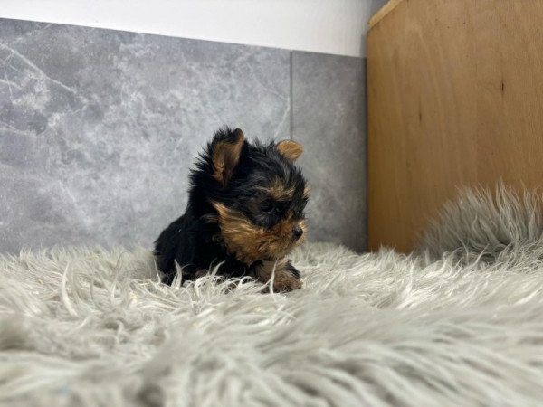 Yorkshire terrier