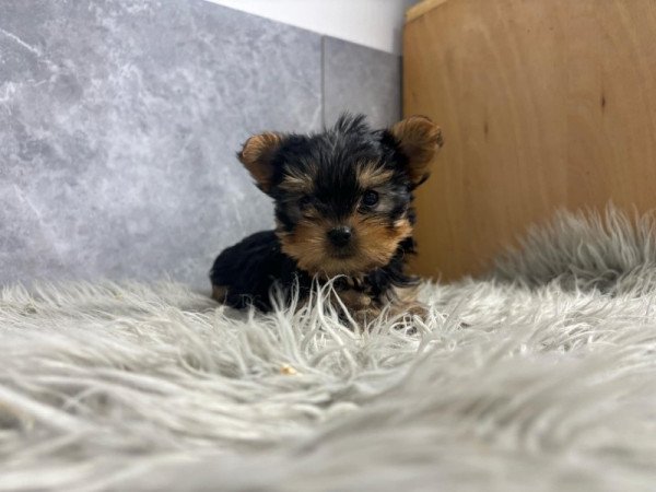 Yorkshire terrier