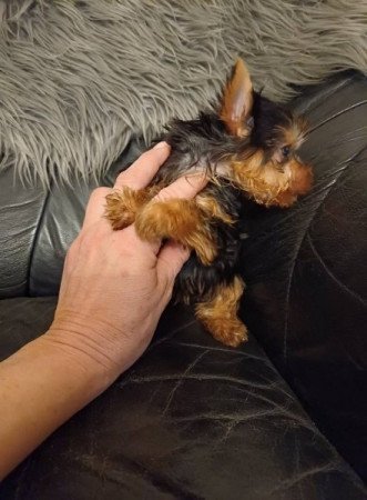 yorkshire terrier , yorky