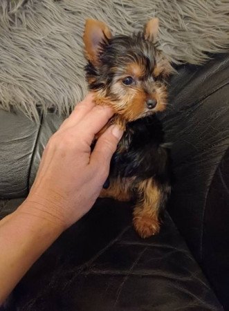 yorkshire terrier , yorky