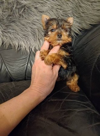 yorkshire terrier , yorky