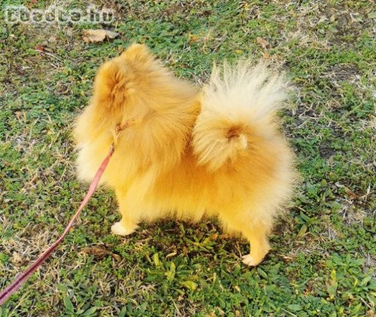 Pomerániai törpespitz kan