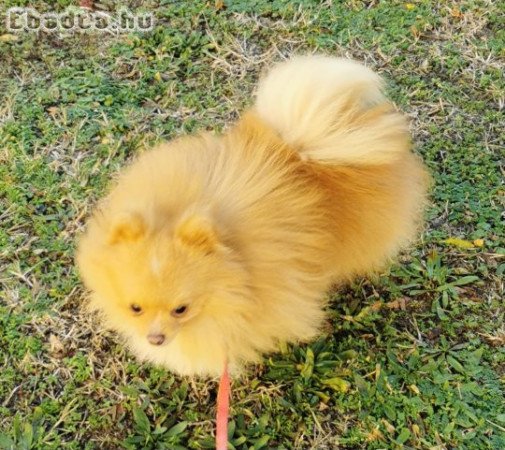 Pomerániai törpespitz kan