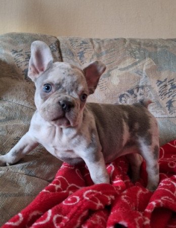 Francia bulldog