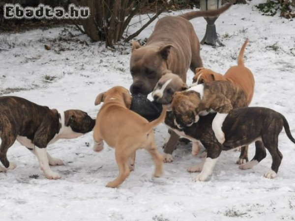 Törzskönyves szülőktől! Azonnal elvihető kiskutyák