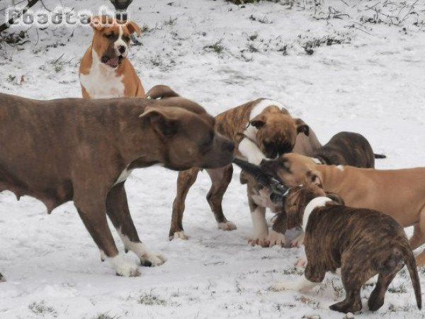 Törzskönyves szülőktől! Azonnal elvihető kiskutyák