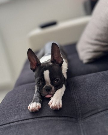 Boston terrier