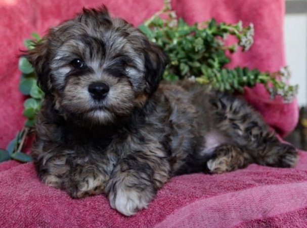 Bishon Havanese