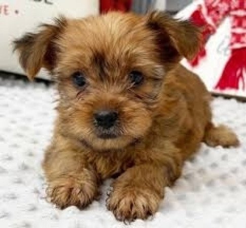 Yorkshire terrier