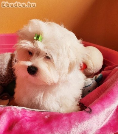 Gyönyörűszép Bichon Havanese kiskutyák eladók