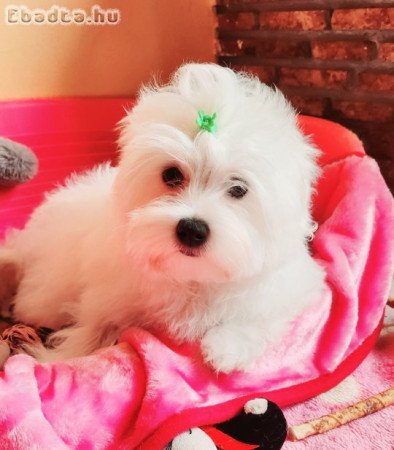 Gyönyörűszép Bichon Havanese kiskutyák eladók