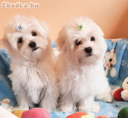 Gyönyörűszép Bichon Havanese kiskutyák eladók