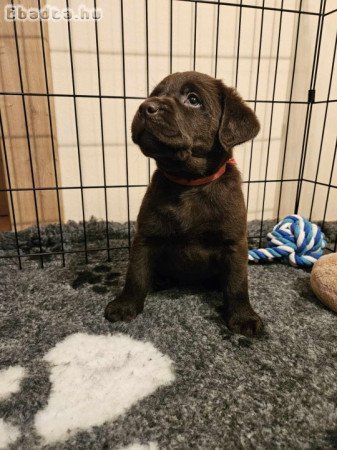 Labrador kiskutyák prémium törzskönyvvel