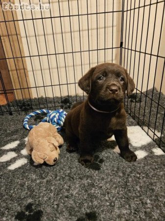 Labrador kiskutyák prémium törzskönyvvel